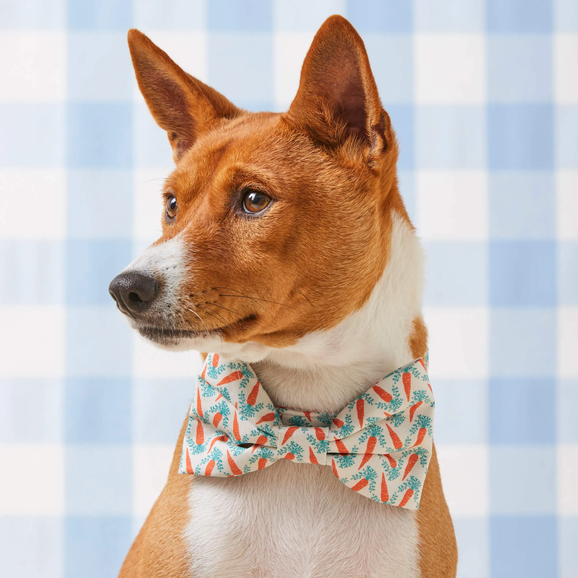Carrot Patch Bow Tie Collar