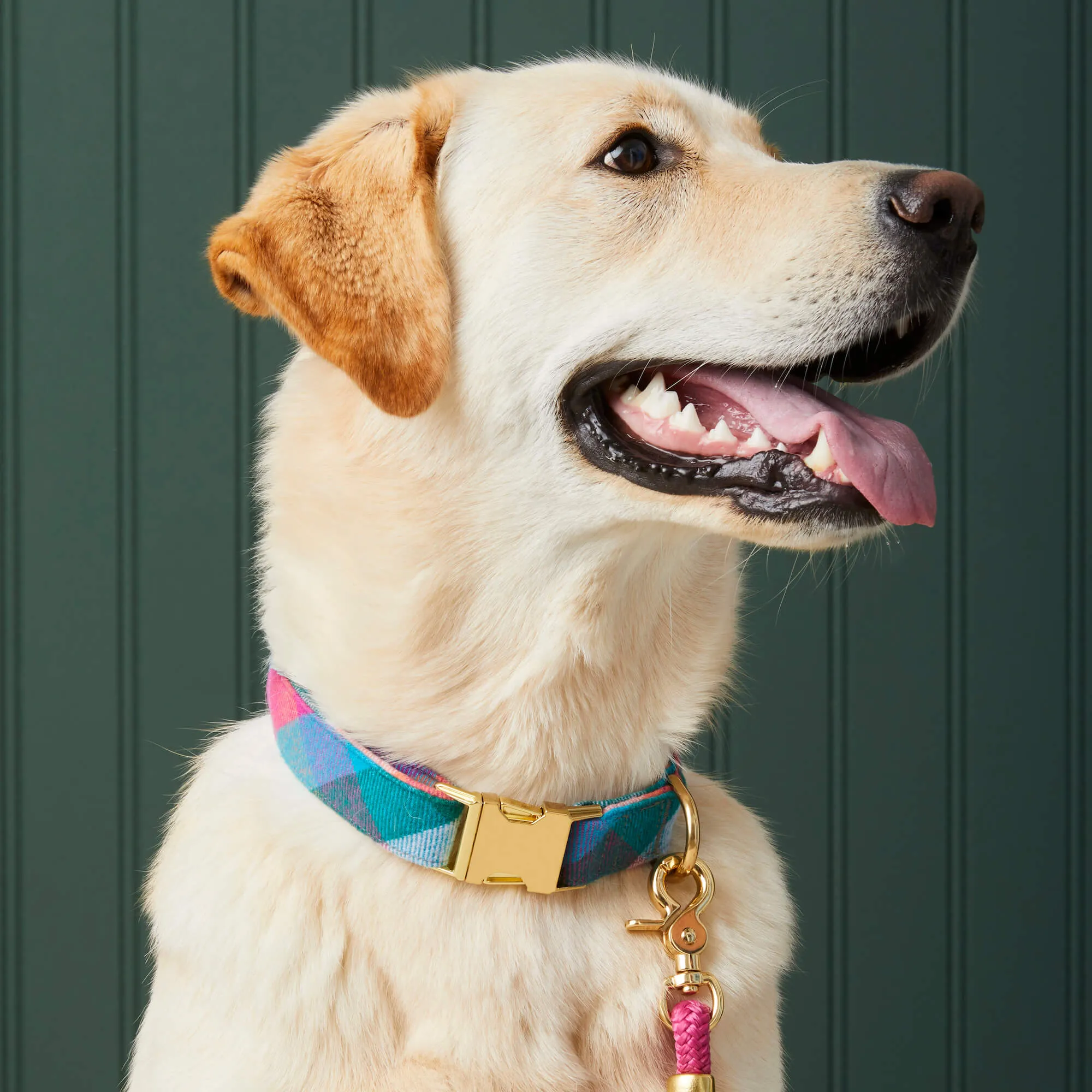 Color Pop Plaid Flannel Dog Collar