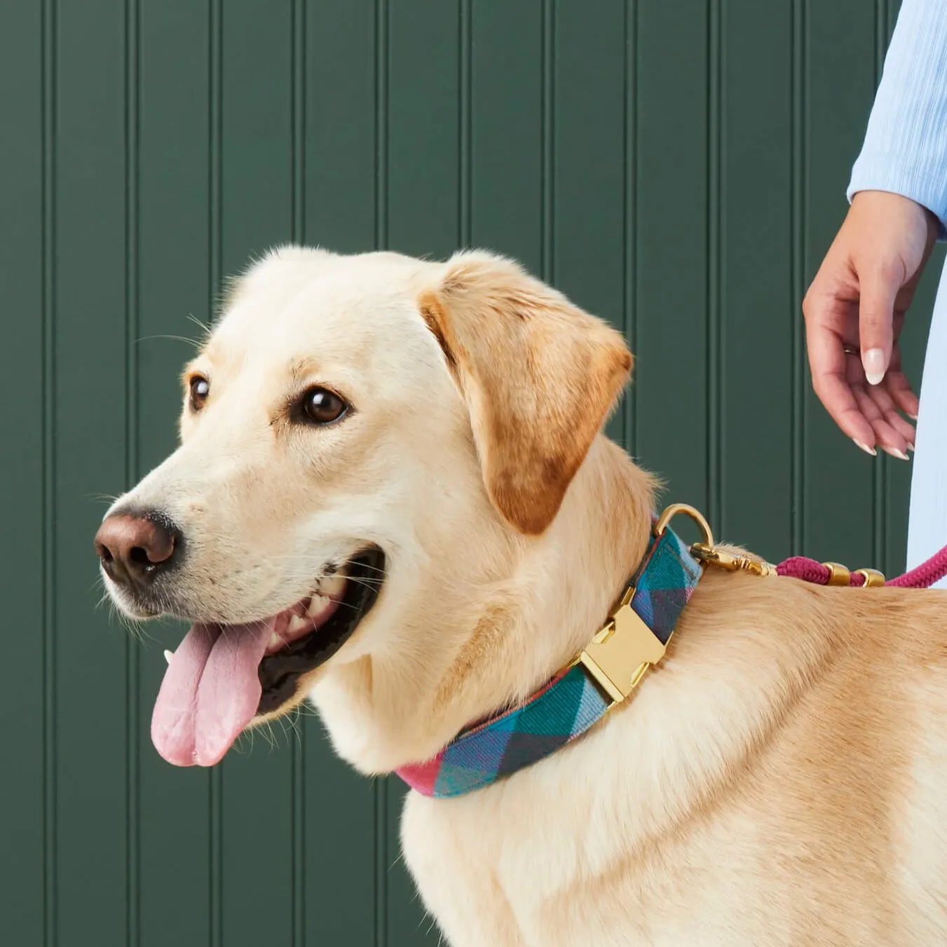 Color Pop Plaid Flannel Dog Collar