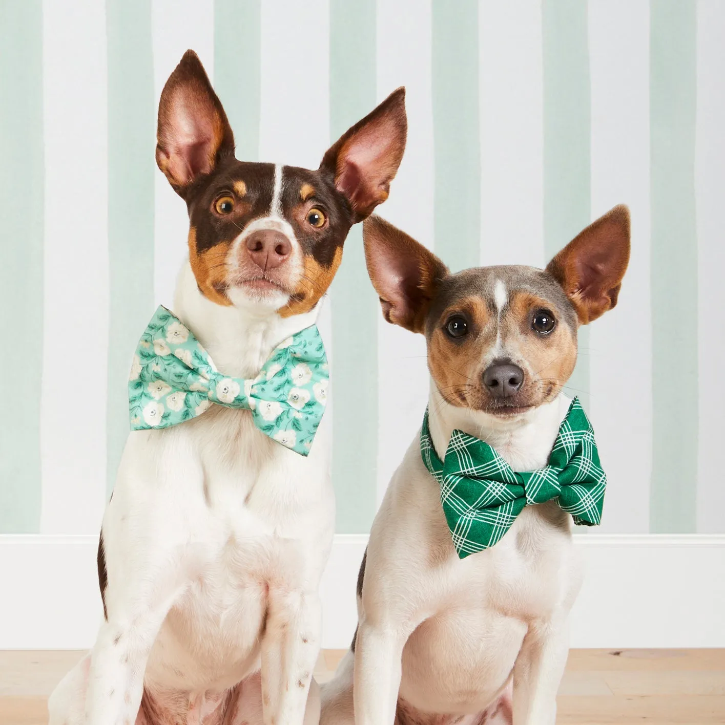 Emerald Plaid Bow Tie Collar