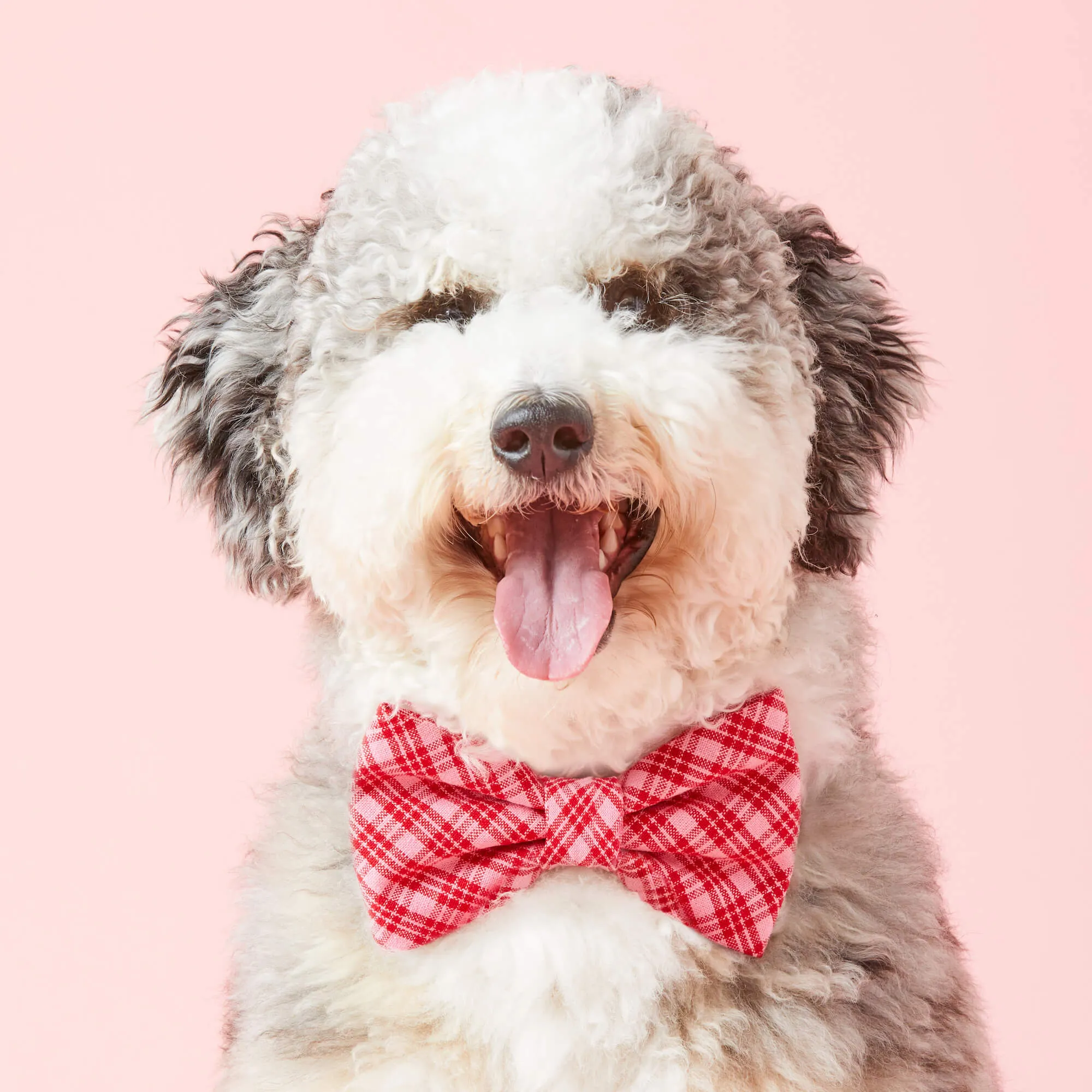 Heather Taylor Home x TFD Katherine Plaid Valentine Dog Bow Tie