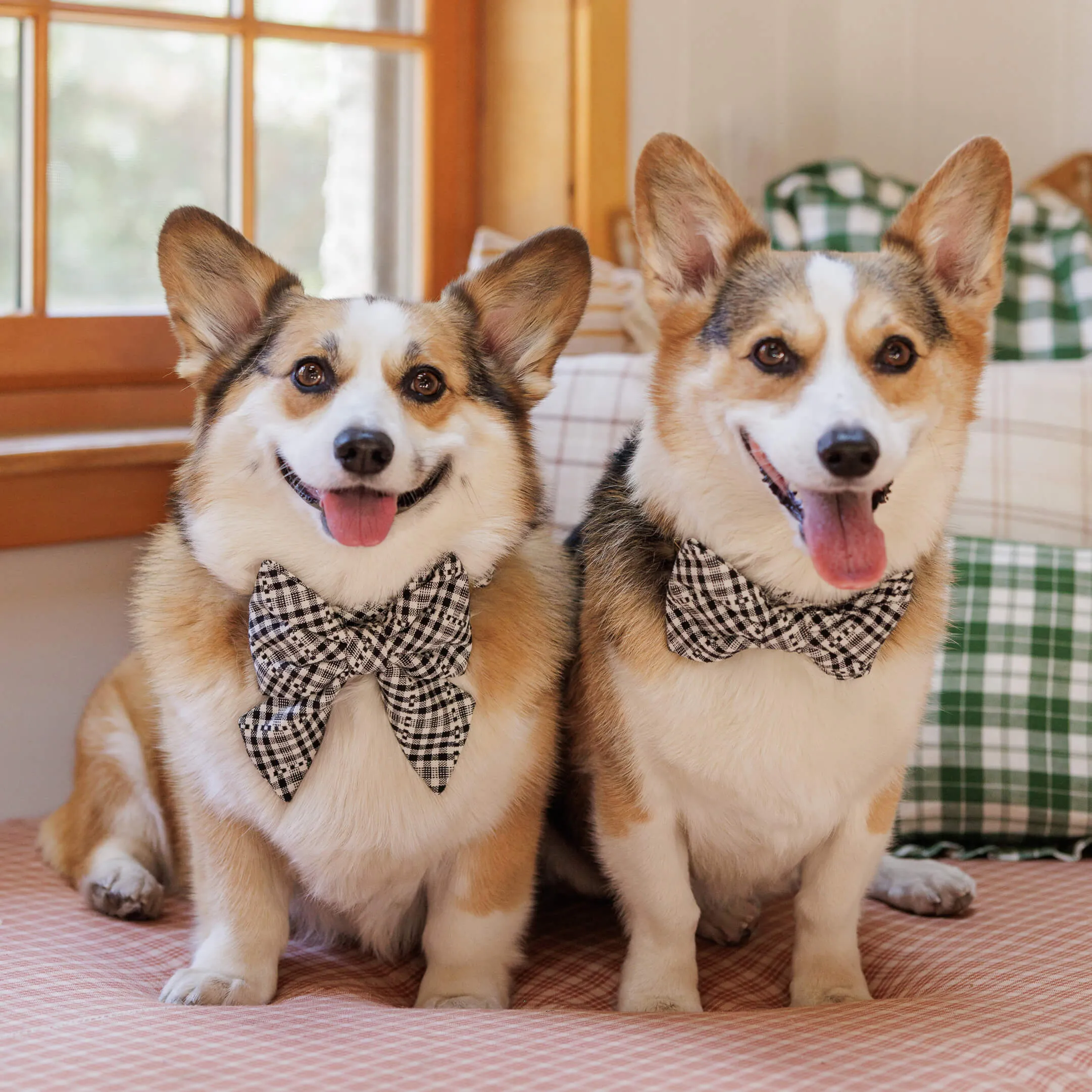 Heather Taylor Home x TFD Soho Black Dog Bow Tie
