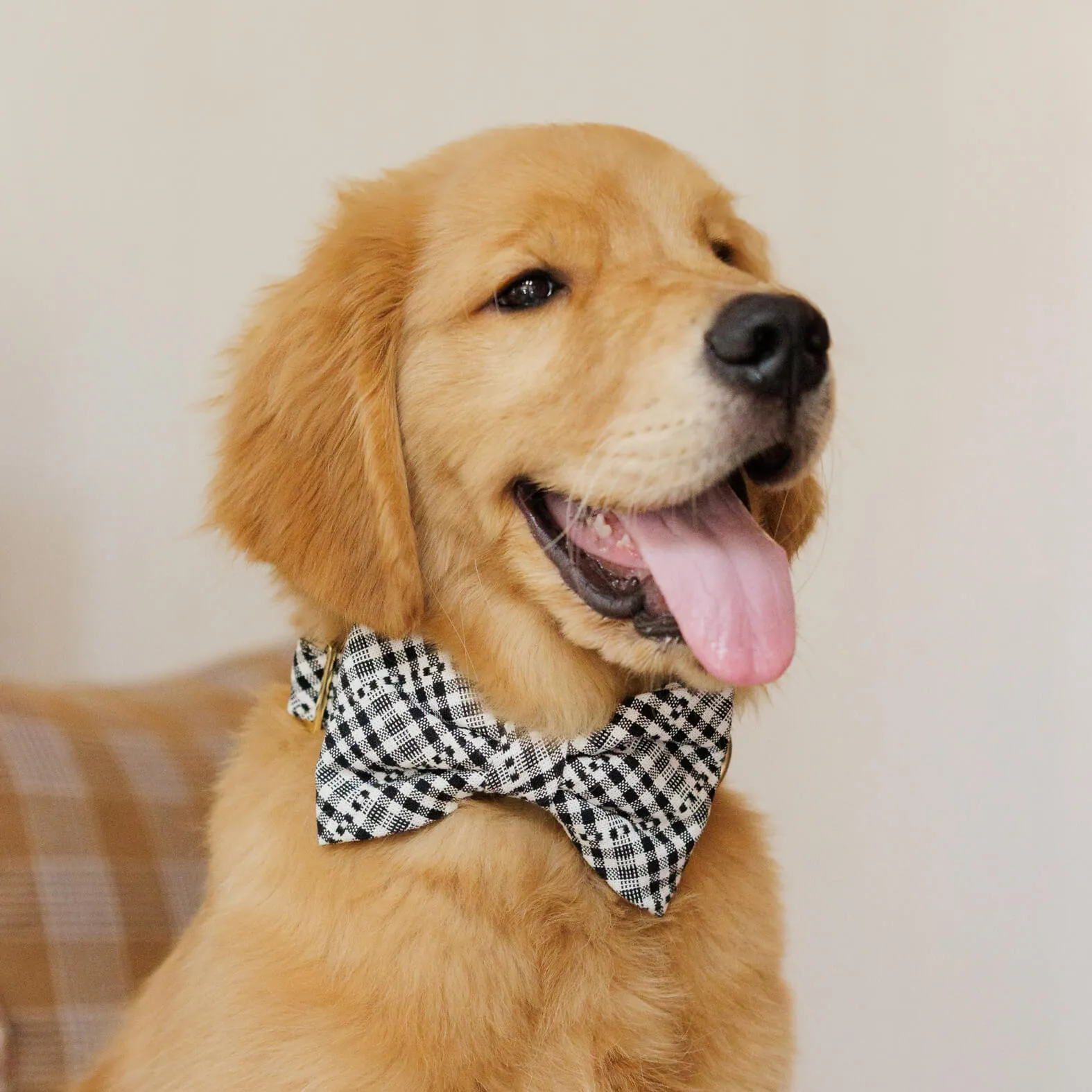 Heather Taylor Home x TFD Soho Black Dog Bow Tie