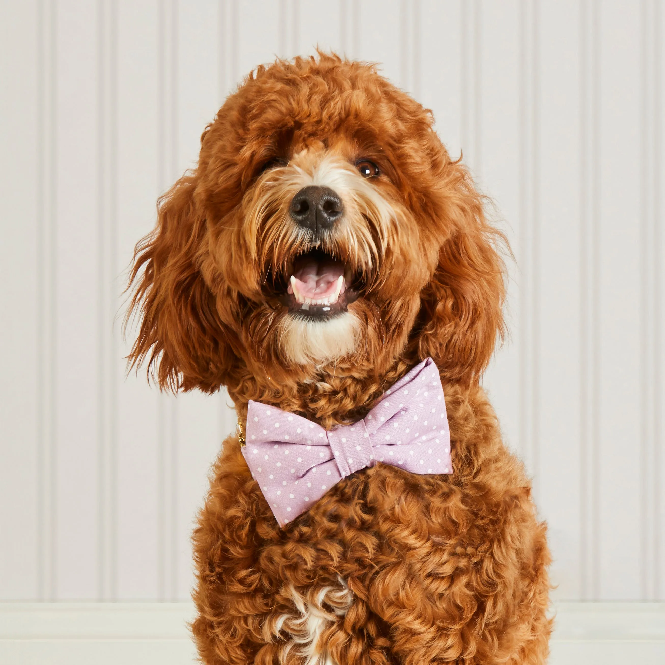 Lavender Dots Bow Tie Collar