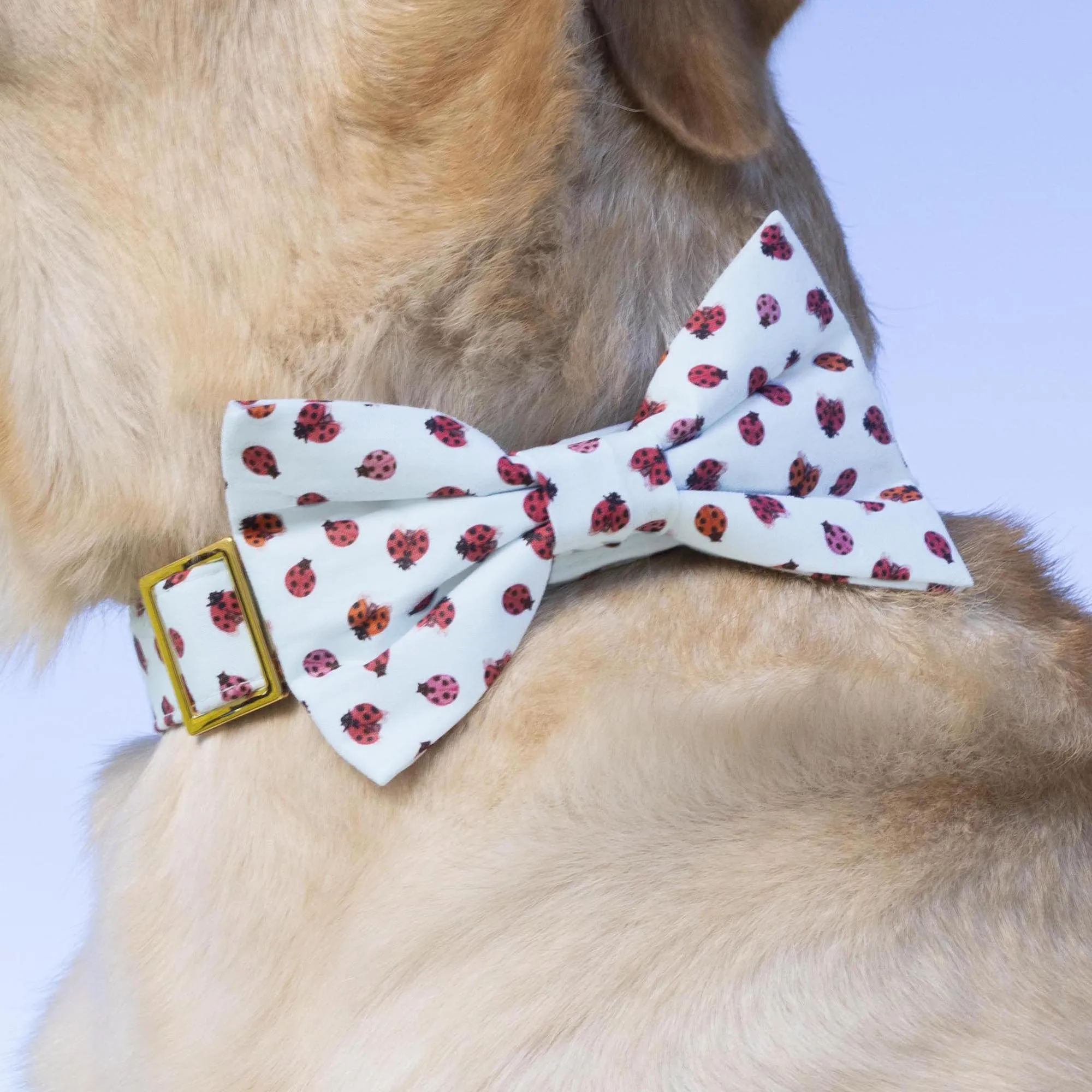 Love Bug Bow Tie Collar