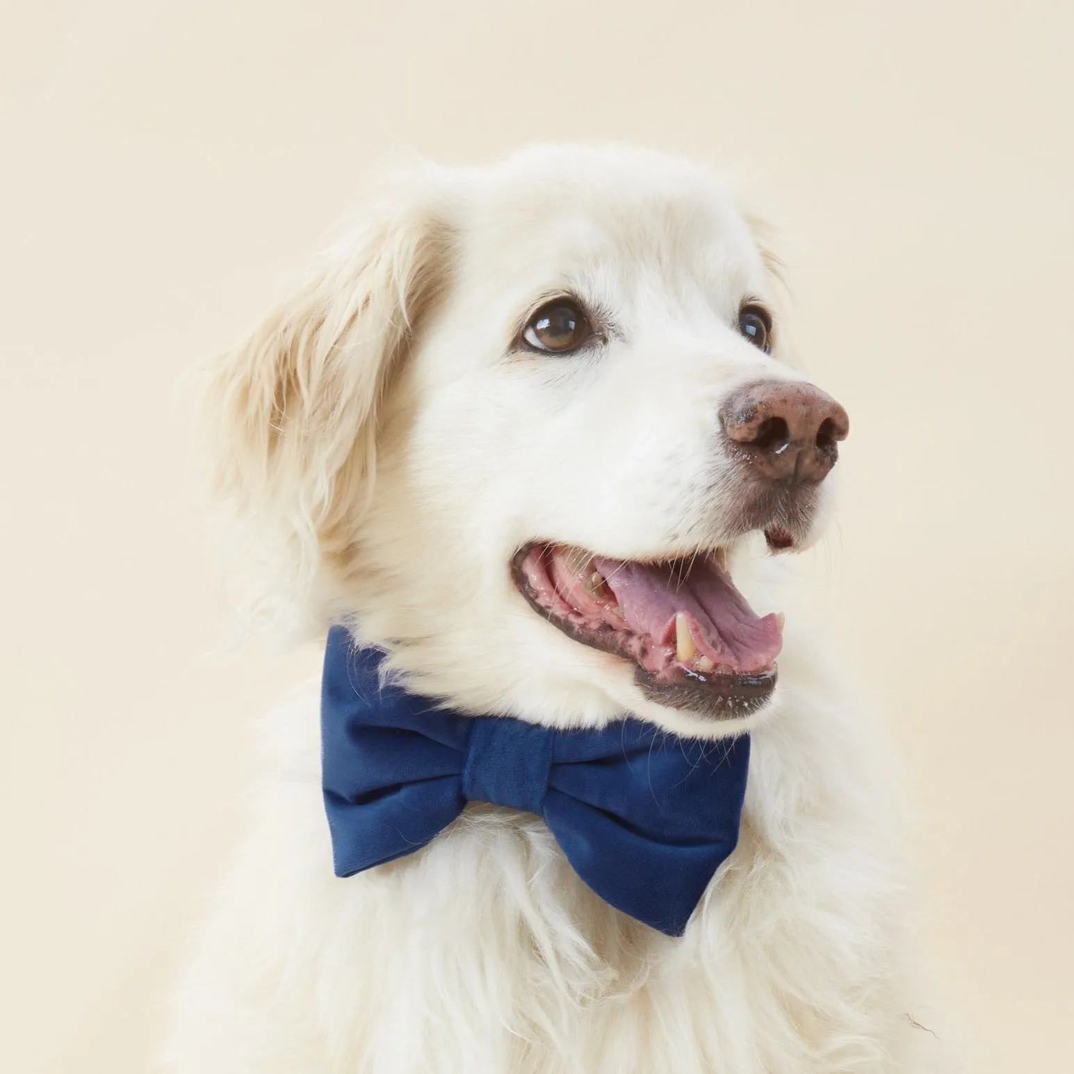 Navy Velvet Bow Tie Collar