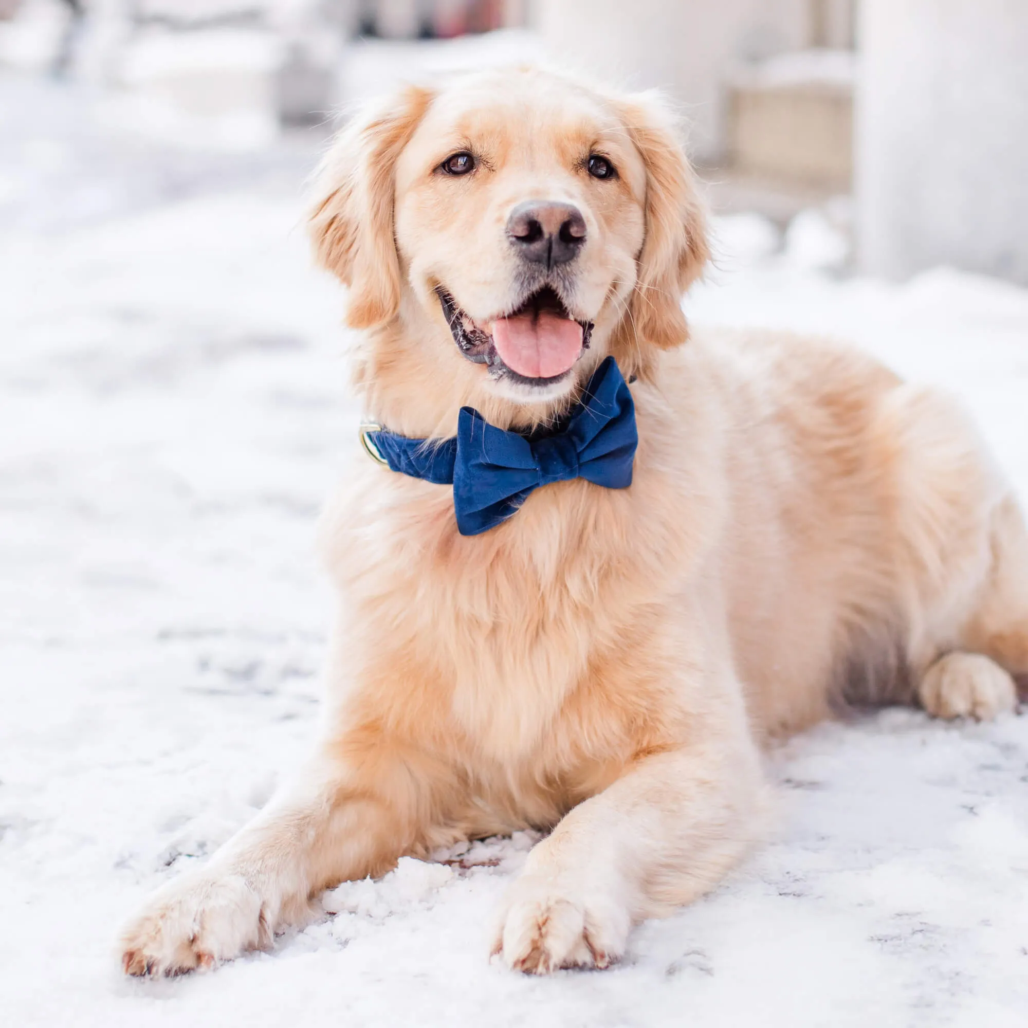 Navy Velvet Bow Tie Collar