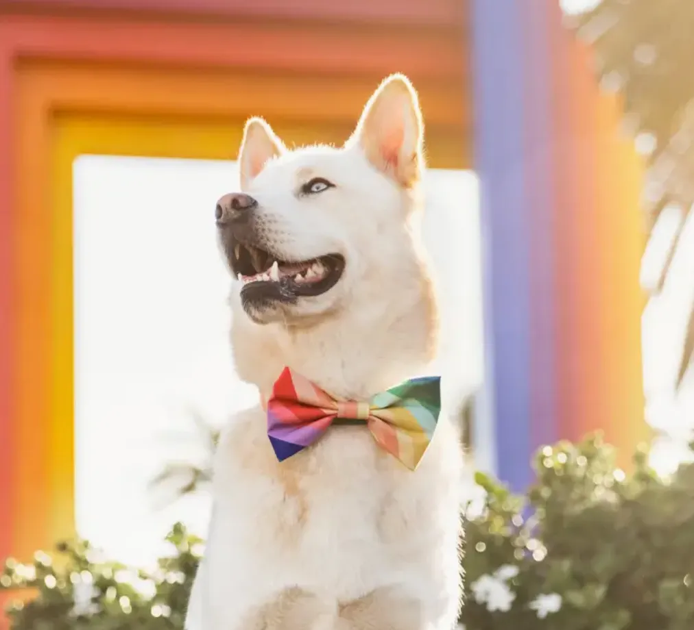 Over the Rainbow Day Dog Bow Tie