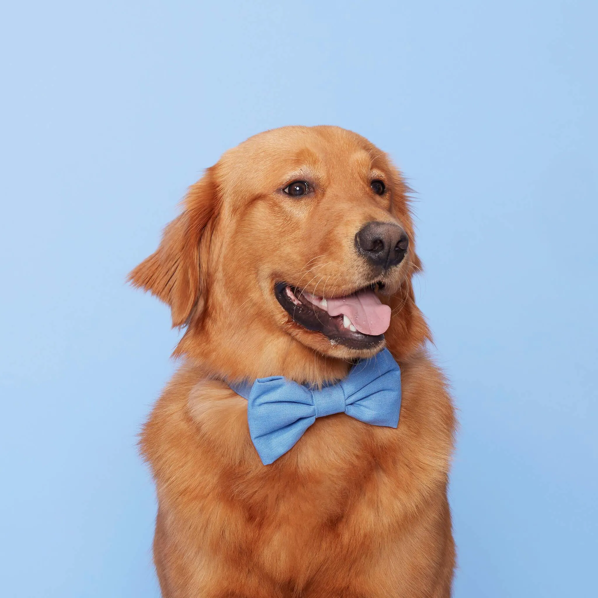 Periwinkle Bow Tie Collar