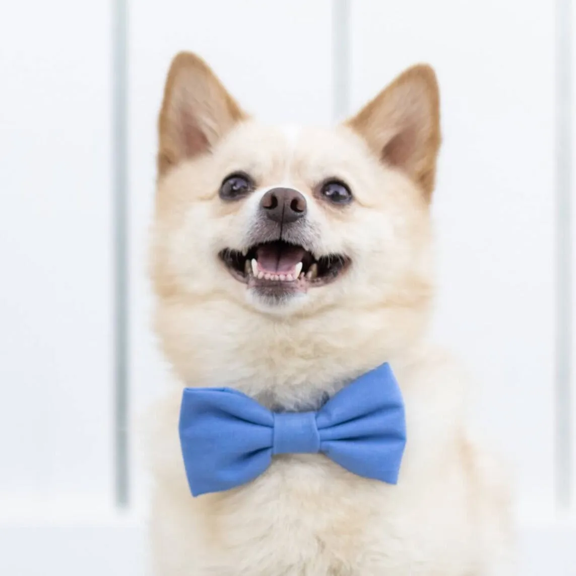 Periwinkle Bow Tie Collar