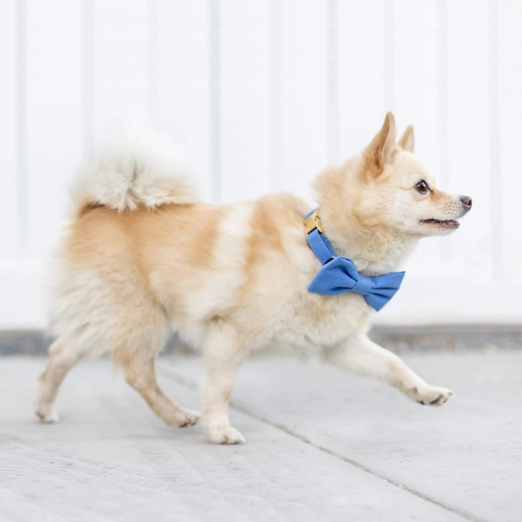 Periwinkle Bow Tie Collar