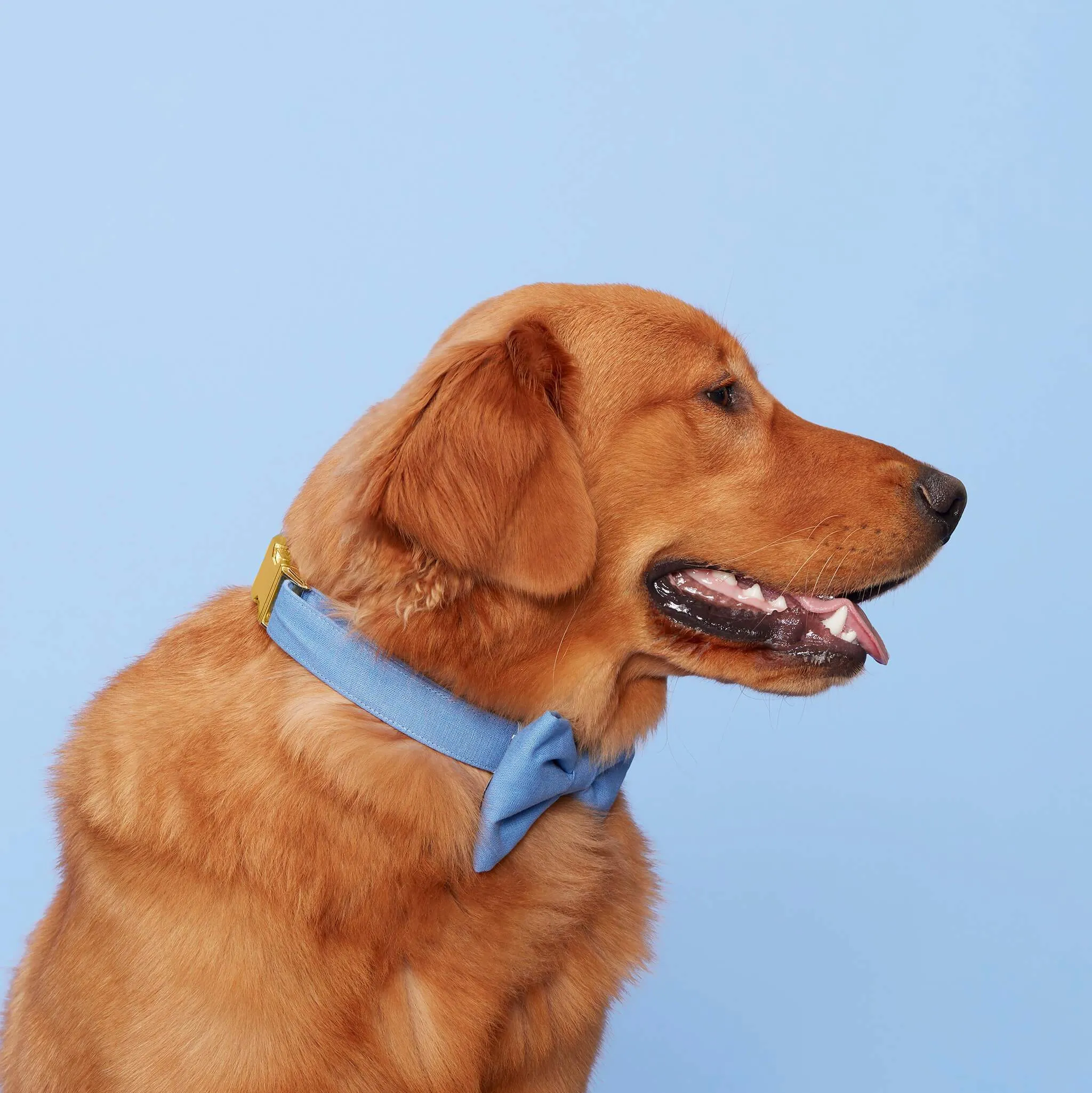 Periwinkle Bow Tie Collar
