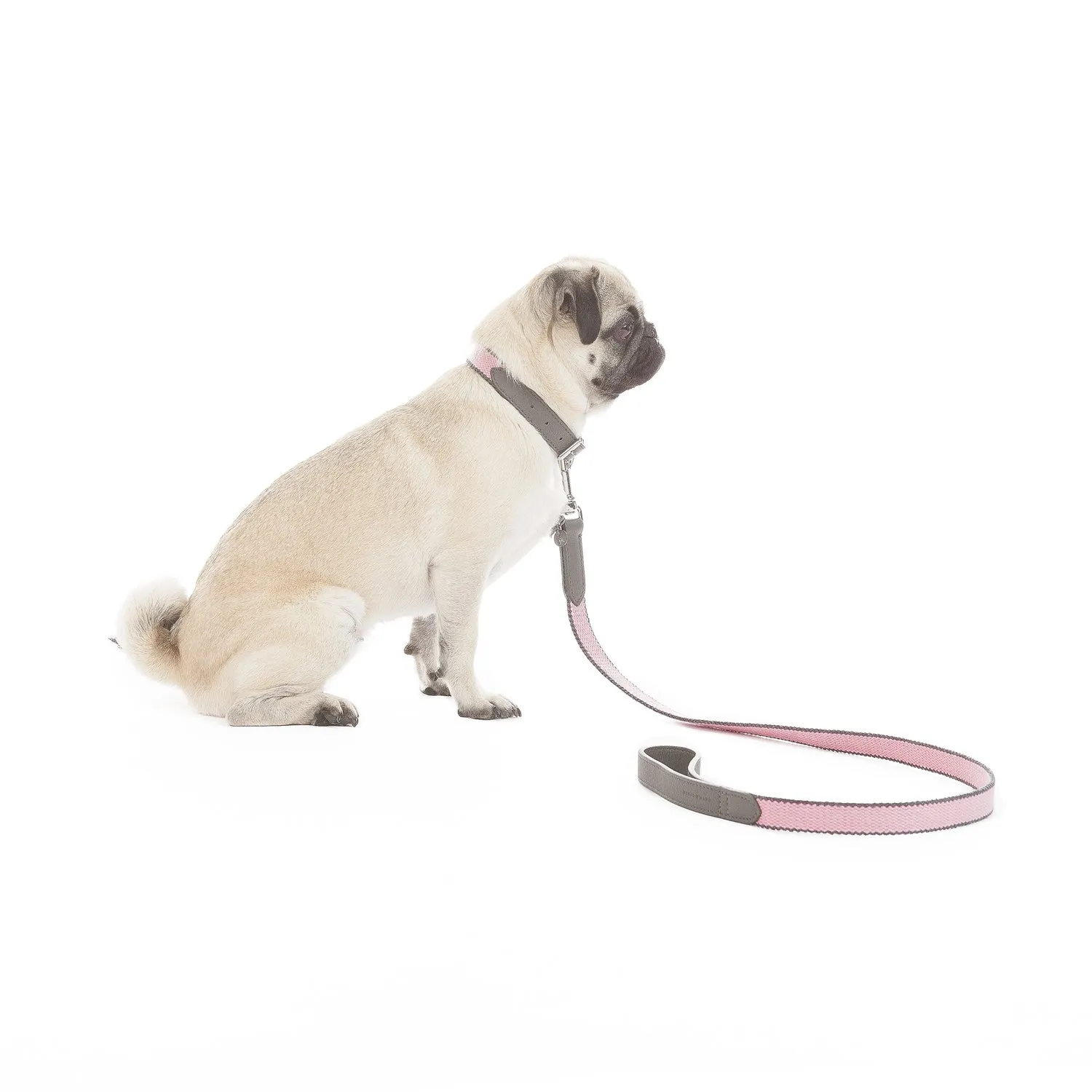 Preppy Dog Collar