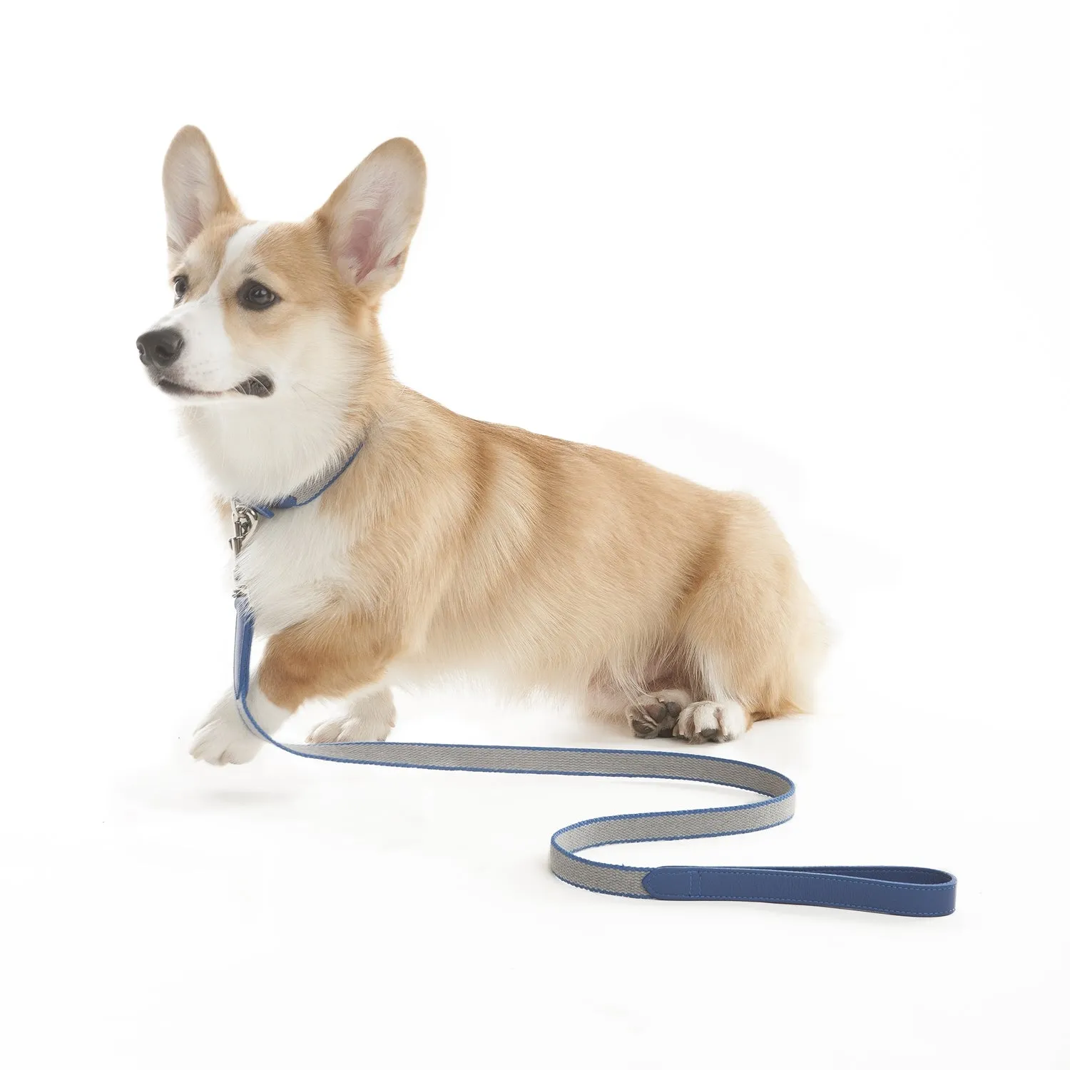 Preppy Dog Lead