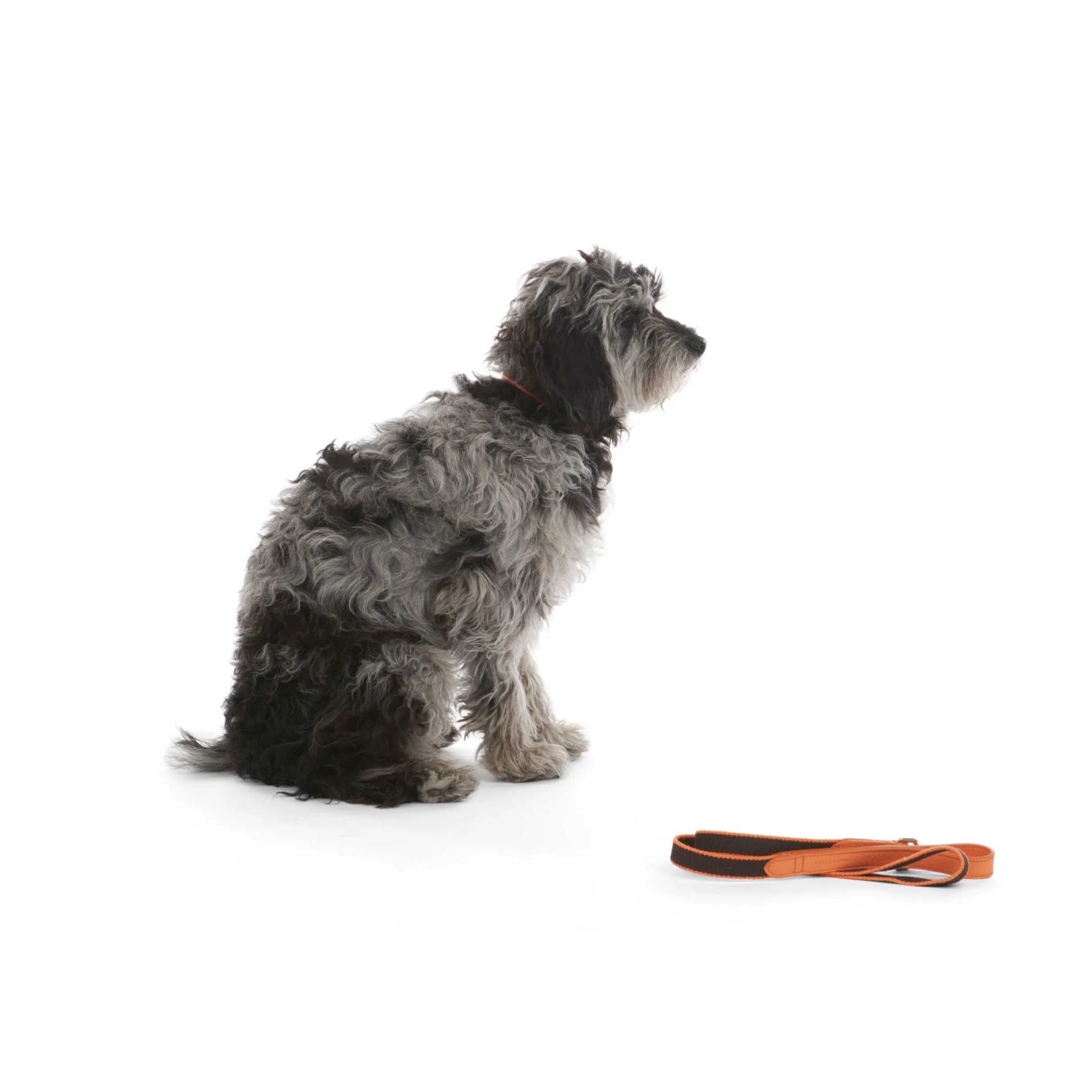 Preppy Dog Lead