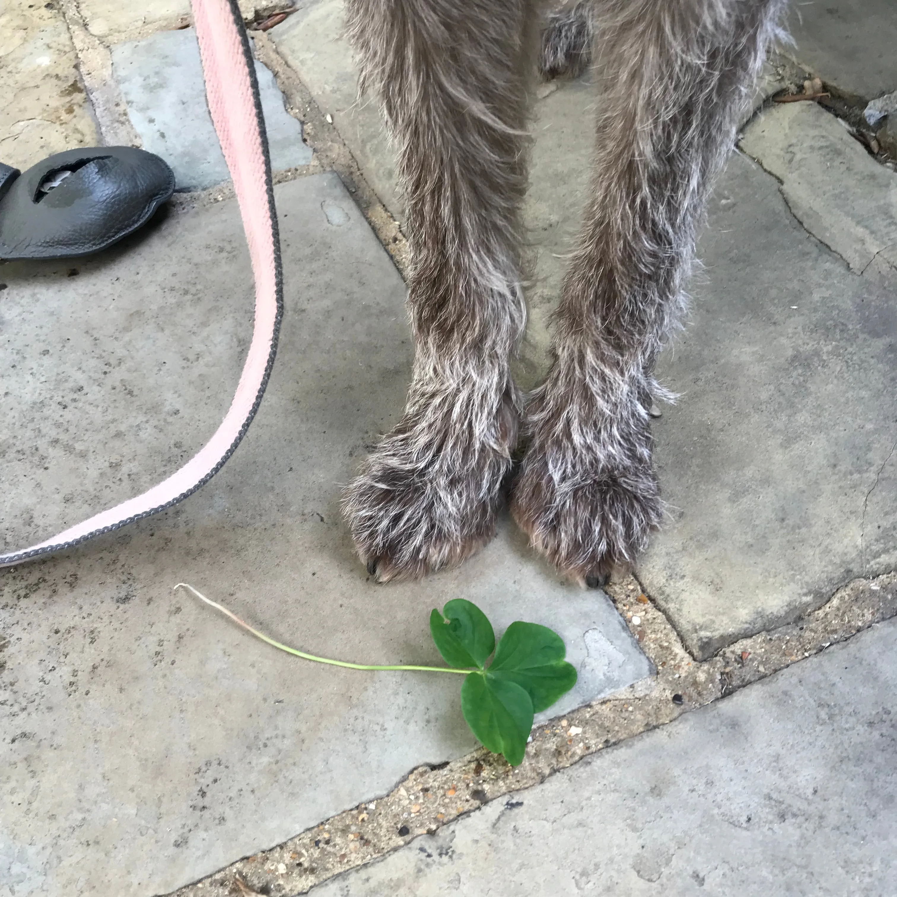 Preppy Dog Lead