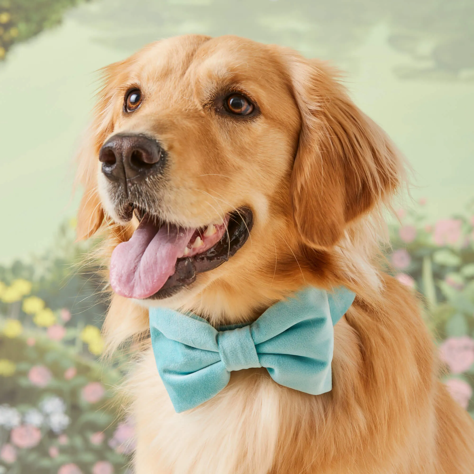 Robin’s Egg Velvet Bow Tie Collar