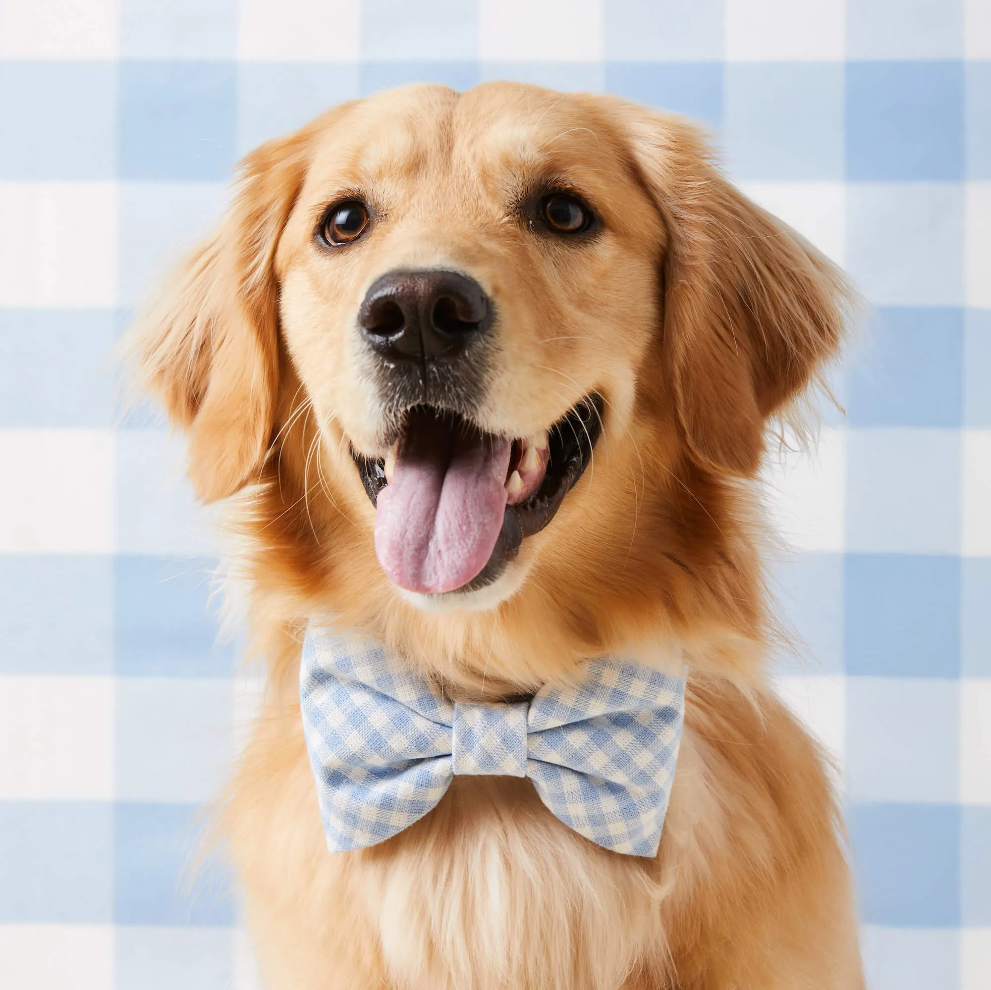 Sky Blue Gingham Dog Bow Tie